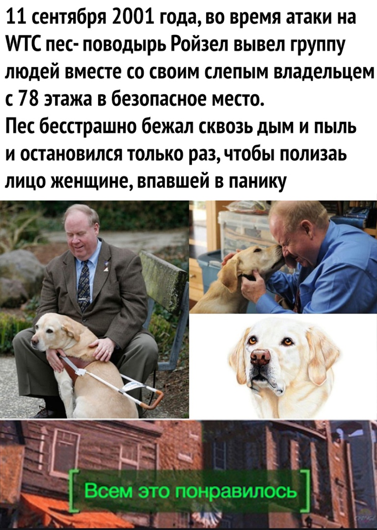 11 сентября 2001 года во время атаки на ИПС пес поводырь Ройзел вывел группу людей вместе со своим слепым владельцем с 78 этажа в безопасное место Пес бесстрашно бежал сквозь дым и пыль и остановился только раз чтобы полизаь лицо женщине впавшей в панику дд