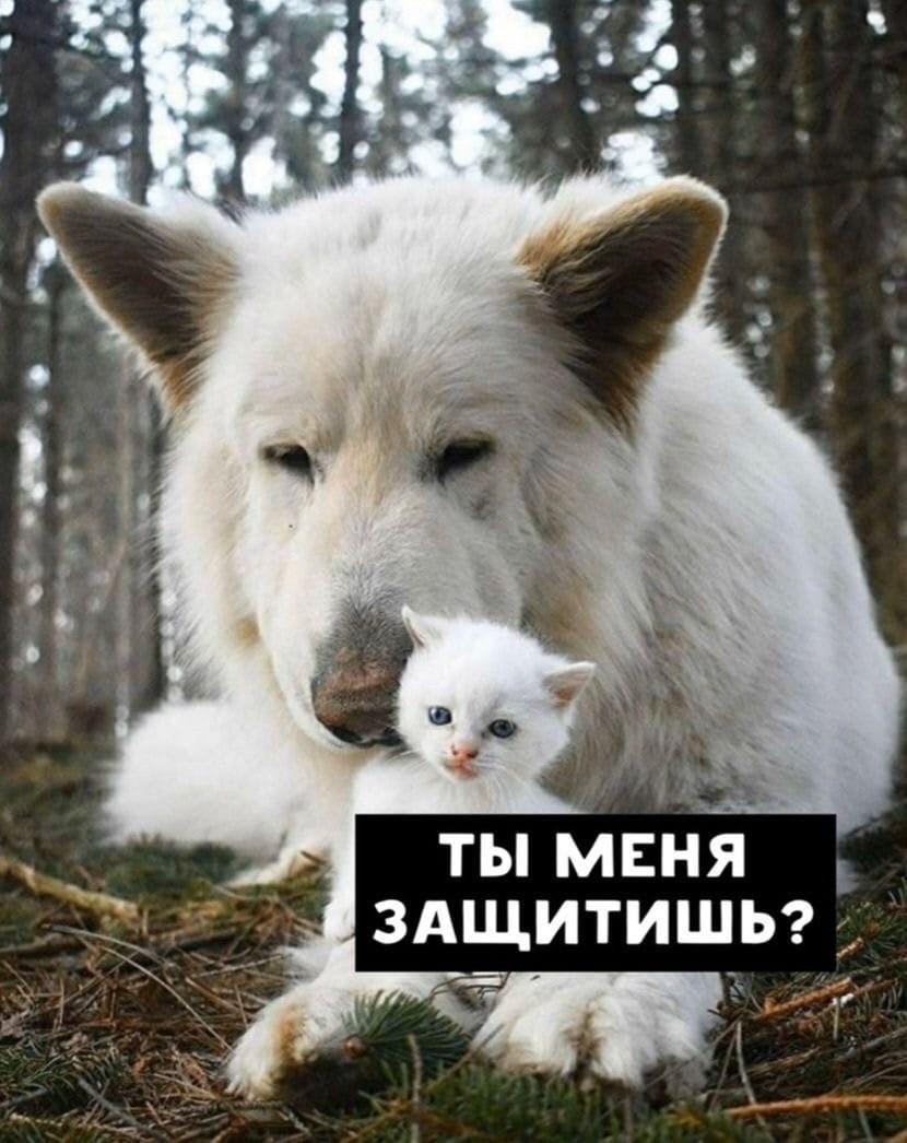 ты меня здщитишы