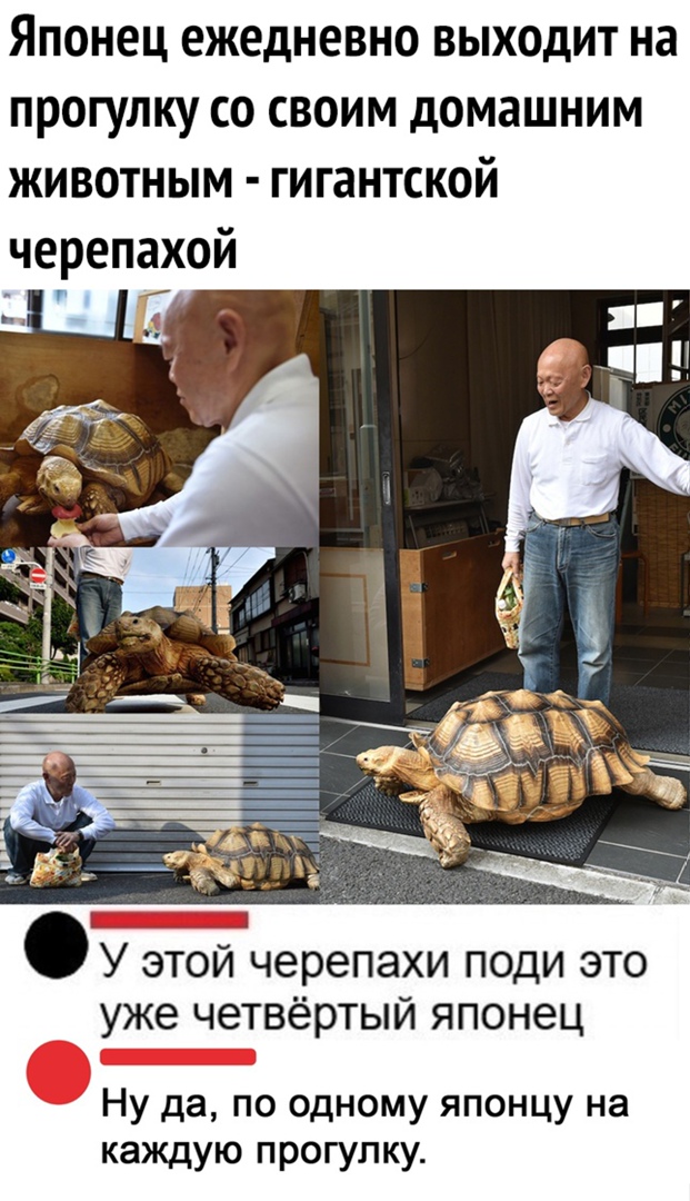 Японец ежедневно выходит на прогулку со своим домашним животным гигантской черепахой У этой черепахи поди это уже четвёртый японец Ну да по одному японцу на каждую прогулку