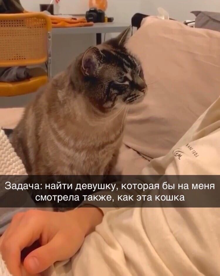 Задача найти девушку которая бы на меня смотрела также как эта кошка