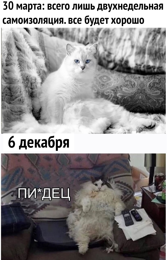 30 марта всего лишь двухнедельная самоизоляция все будет хорошо ПИДЕЦ З