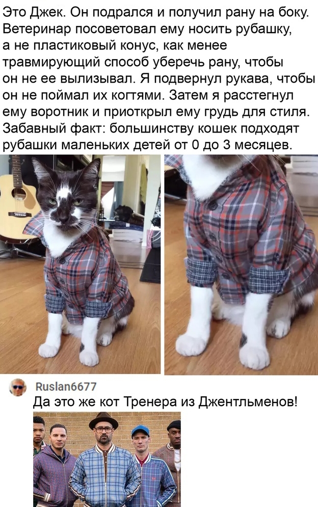 Это Джек Он подрался и получил рану на боку Ветеринар посоветовал ему носить рубашку а не пластиковый конус как менее травмирующий способ уберечь рану чтобы он не ее вылизывал Я подвернул рукава чтобы он не поймал их коггями Затем я расстегнул ему воротник и приоткрыл ему грудь для стиля Забавный факт большинству кошек подходят р есяцев