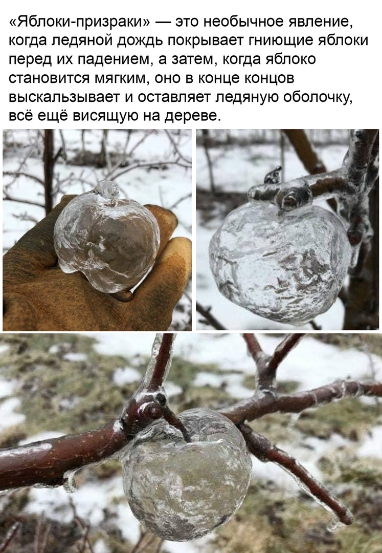 Яблоки призраки это необычное явление когда ледяной дождь покрывает гниющие яблоки перед их падением а затем когда яблоко становится мягким оно в конце концов выскальзывает и оставляет ледяную оболочку всё ещё висящую на дереве Г _