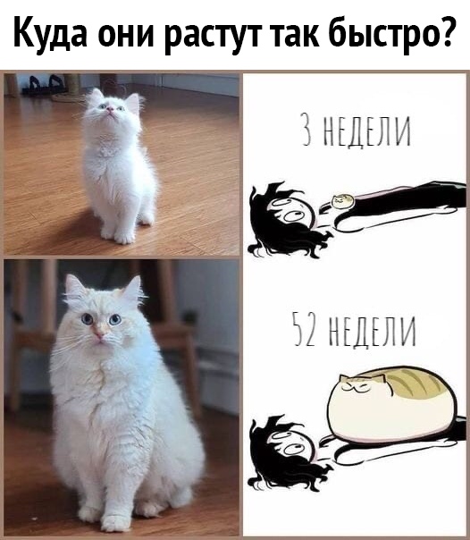 Куда они растут так быстро