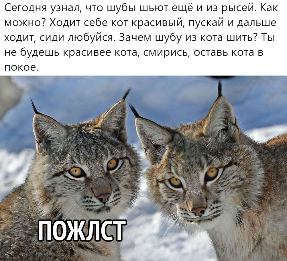 Сегодня узнал что шубы шьют ещё и из рысей Как можно Ходит себе кот красивый пускай и дальше ходит сиди любуйся Зачем шубу из кота шить Ты не будешь красивее кота смирись оставь кота в