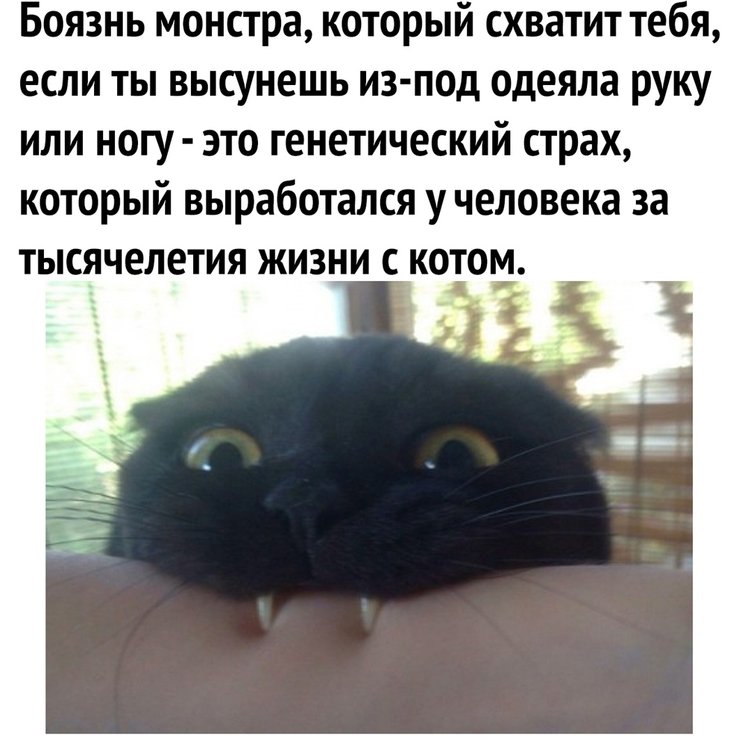 Боязнь монстра который схватит тебя если ты высунешь из под одеяла руку или ногу это генетический страх который выработался у человека за тысячелетия жизни с котом