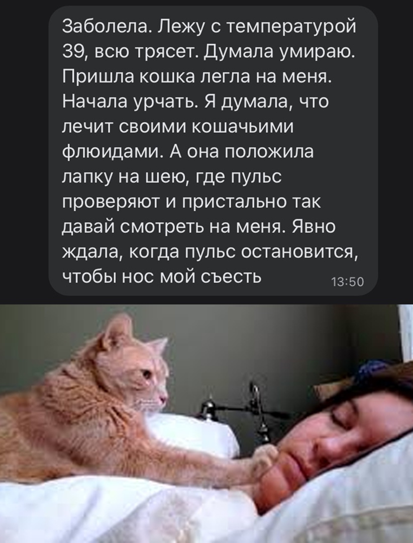 Заболела Лежу с температурой 39 всю трясет Думала умираю Пришла кошка легла на меня Начала урчать Я думала что лечит своими кошачьими флюидами А она положила папку на шею где пульс проверяют и пристально так давай смотреть на меня Явно ждала когда пульс остановится чтобы нос мой съесть 1350