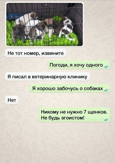 Не тот номер извините Погоди я хочу одного я писал в ветеринарную клинику я хорошо забочусь собаках Нет Никому не нужно 7 щенков Не будь егоистом