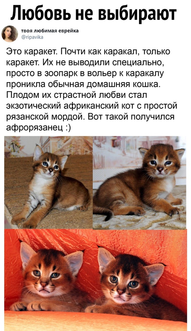 Любовь не выбирают ЁЁДЁимія евгейп Это каракет Почти как каракап только каракет Их не выводили специально просто в зоопарк в вольер к каракапу проникла обычная домашняя кошка Пподом их страстной любви стал экзотический африканский кот с простой рязанской мордой Вот такой получился афрорязанец