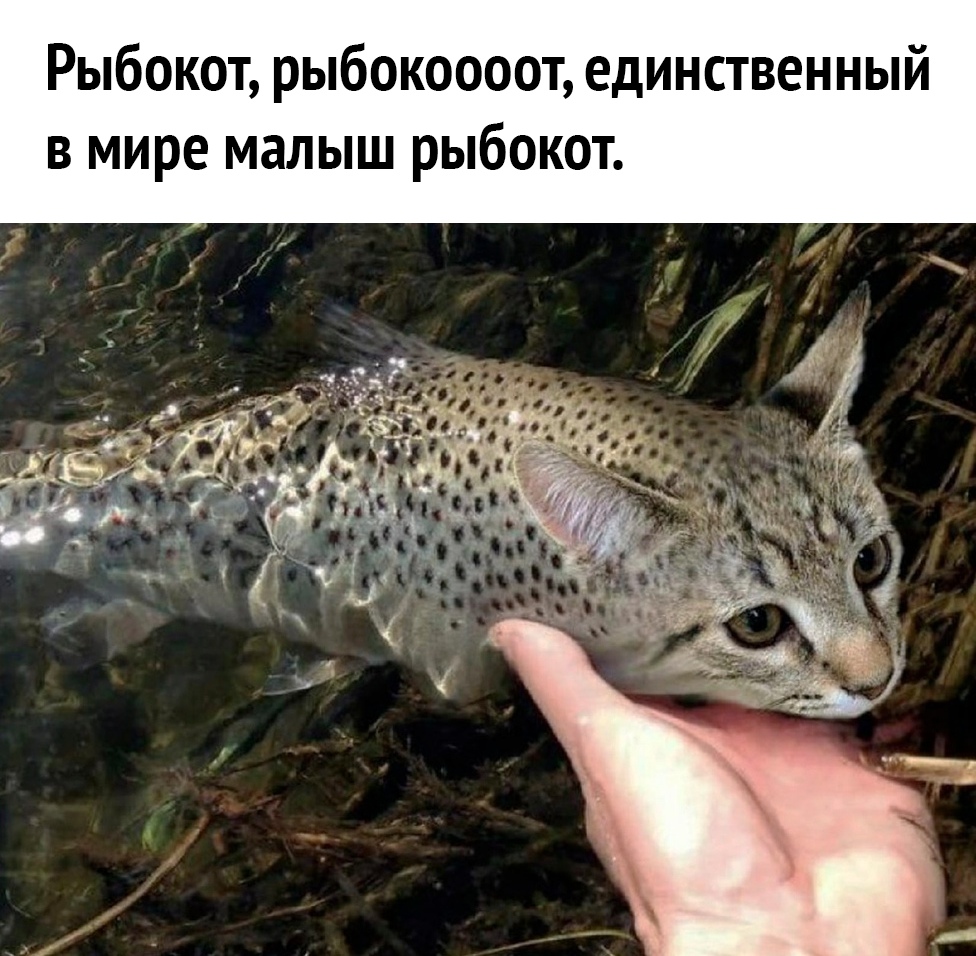 Рыбокот рыбокоооот единственный в мире малыш рыбокот
