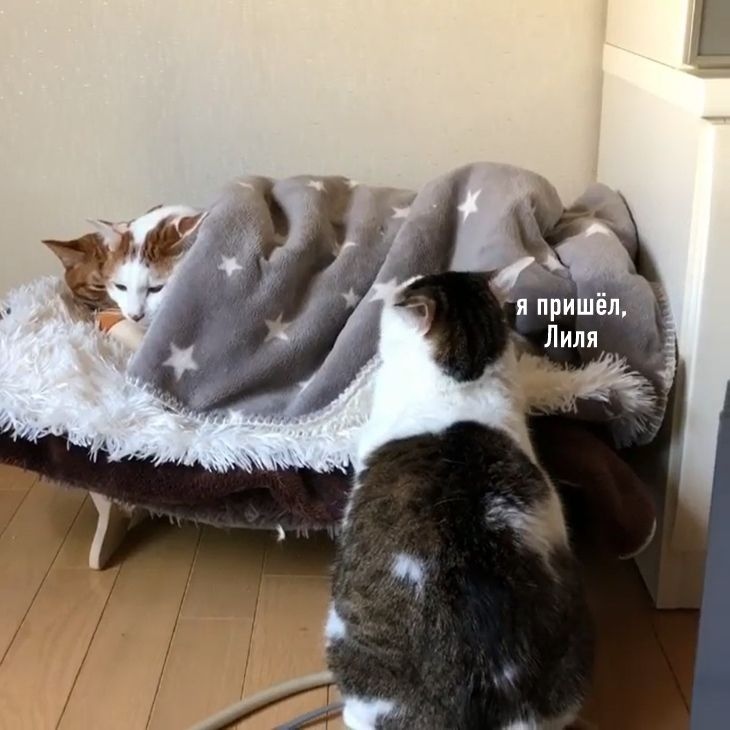 _ я пришёл _ Лиля