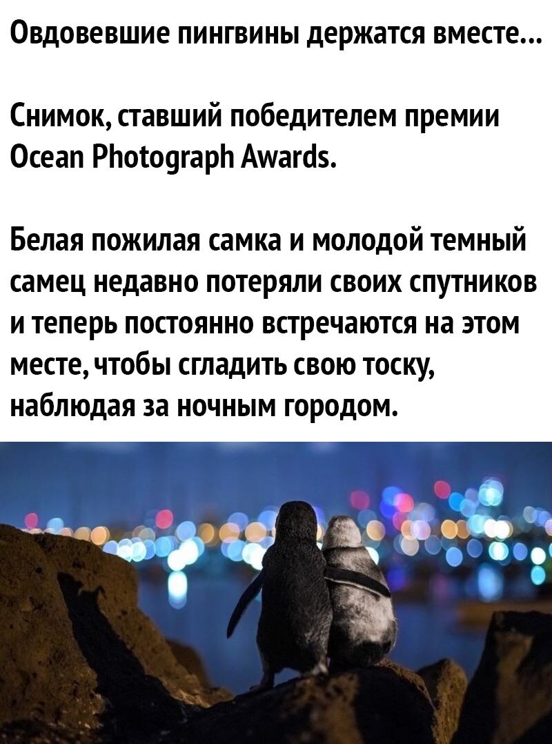ОВдОВЕВШИЕ ПИНГВИНЫ держатся ВМЕСТЕ Снимок ставший победителем премии Осеап РЬотоугарЬ Амага Белая ПОЖИЛЗЯ самка И МОЛОДОЙ ТЕМНЫЙ самец недавно ПОТЕРЯЛИ СВОИХ СПУТНИКОВ И теперь ПОСТОЯННО встречаются на ЭТОМ МЕСТЕ ЧТОбЫ СГЛЗДИТЬ СВОЮ ТОСКУ наблюдая за НОЧНЫМ ГОРОДОМ