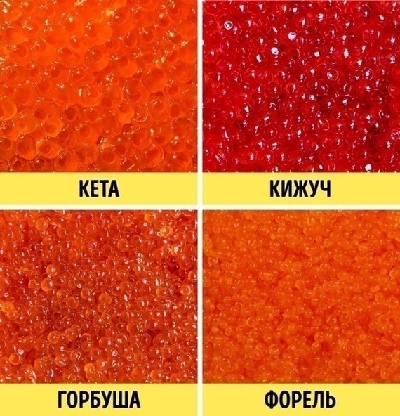 ФОРЕЛЬ