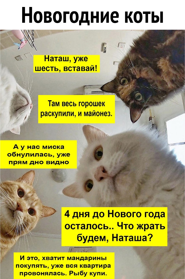 Новогодние коты _