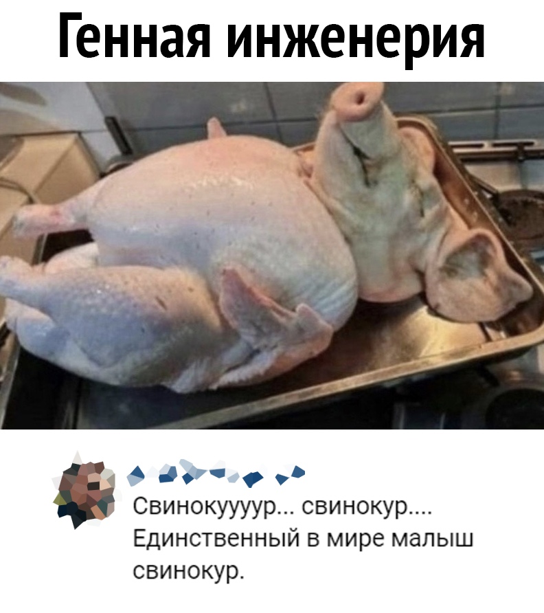 А ч СВИНОКУУУУР свинокур ЕДИНСТВЭННЫЙ В мире малыш свинокур