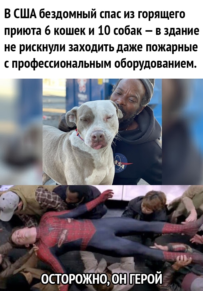 В США бездомный спас из горящего приюта 6 кошек и 10 собак в здание не рискнули заходить даже пожарные с профессиональным оборудованием 1 осторожноёіэгврой