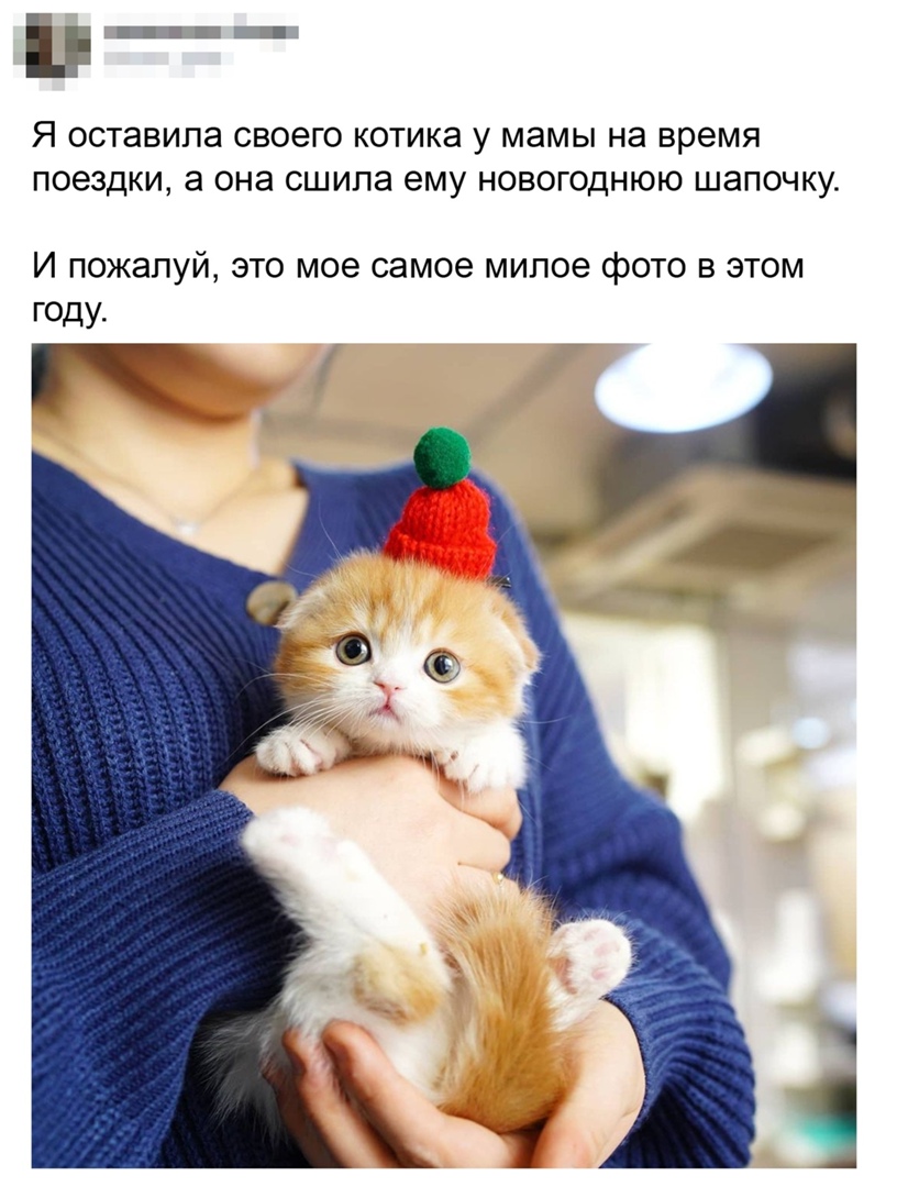 п _ п_ Я оставила СВОЕГО КОТИКЭ у мамы на время поездки а она СШИПЭ ему НОВОГОДНЮЮ ШЭПОЧКУ И пожалуй это мое самое милое фото в этом году