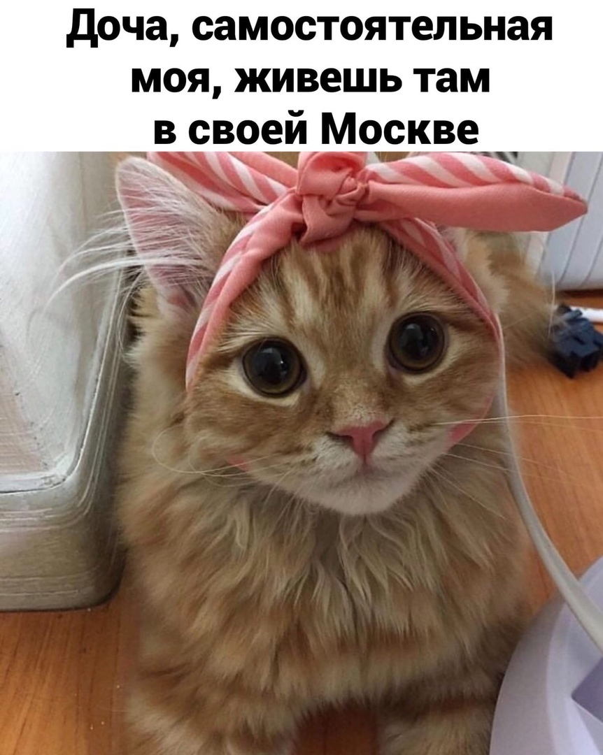 доча самостоятельная моя живешь там в своей Москве