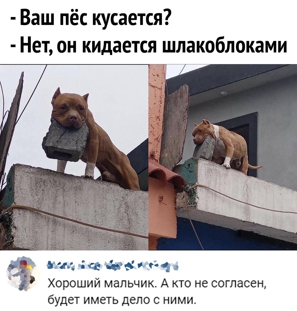 Ваш пёс кусается Нет он кидается шлакоблоками Ё _ 44 душем Хороший мальчик А кто не согласен будет ИМЗТЬ дело С НИМИ