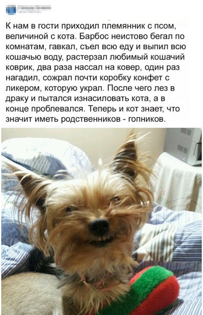 К нам в гости приходил племянник с псом величиной с кота Барбос неистово бегал по комнатам гавкал съел всю еду и выпип всю кошачью воду растерзал любимый кошачий коврик два раза нассап на ковер один раз нагадип сожрал почти коробку конфет с ликером которую украл После чего лез в драку и пытался изнасиловать кота а в конце пробпевался Теперь и кот знает что значит иметь родственников гопников