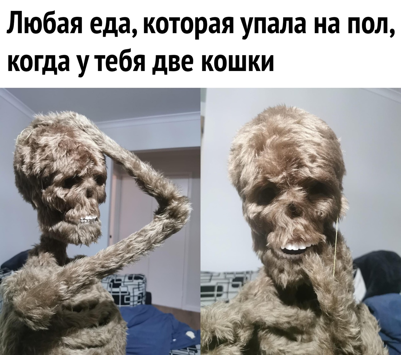 Любая еда которая упала на пол когда у тебя две кошки
