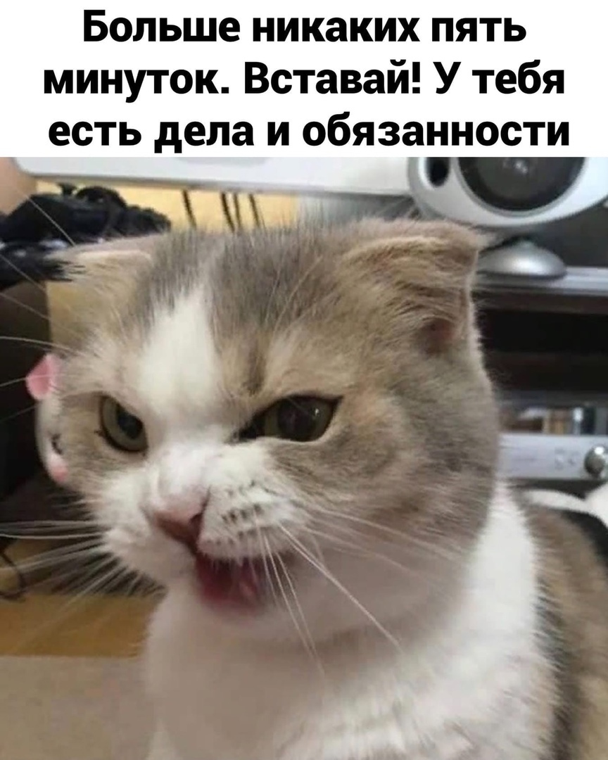 Больше никаких пять минуток Вставай У тебя есть дела и обязанности
