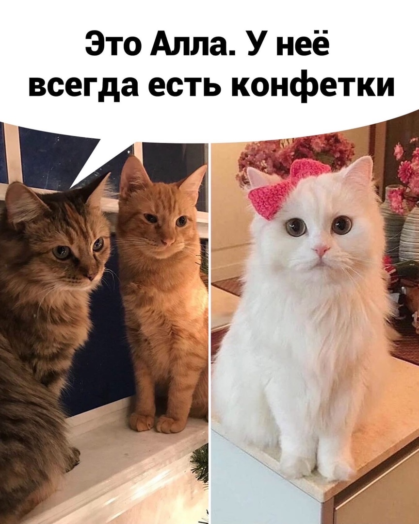 Это Алла У неё всегда есть конфетки