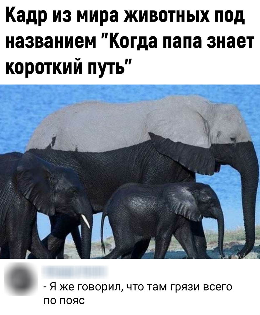 Кадр из мира животных под названием Когда папа знает короткий путь Я же ГОВОРИЛ ЧТО там ГрЯЗИ ВСЭГО ПО ПОЯС