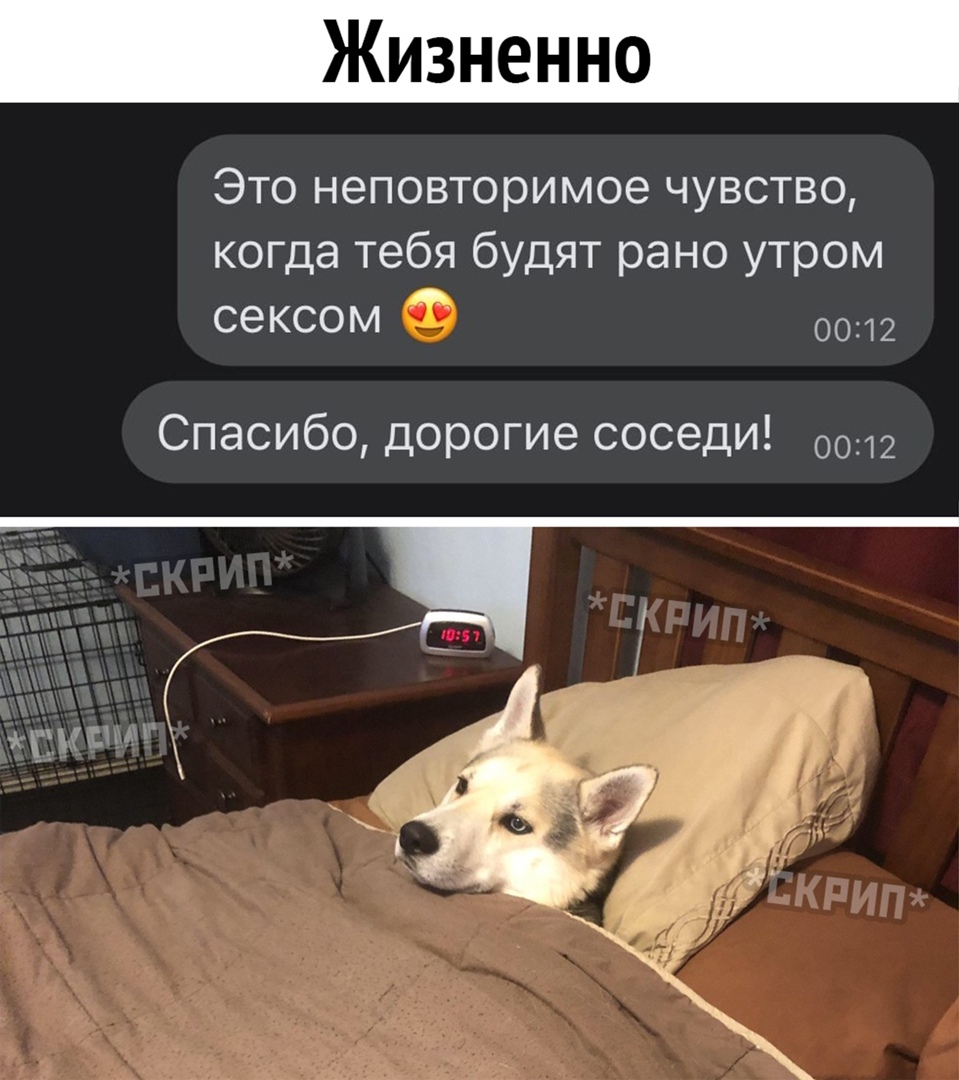 Это неповторимое чувство когда тебя будят рано утром сексом 0012 Спасибо дорогие соседи 0012 пымм