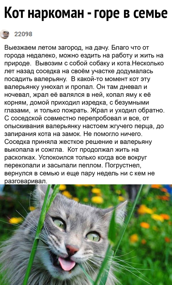 КОТ наркоман горе В семье 3 22098 Выезжаем летом загород на дачу Благо что от города недалеко можно ездить на работу и жить на природе Вывозим с собой собаку и кота_Несколько лет назад соседка на своём участке додумалась посадить ваперьяну В какой то момент кот эту ваперьянку унюхал и пропал Он там дневал и ночевал жрал её валялся в ней копал яму к её корням домой приходил изредка с безумными глаз