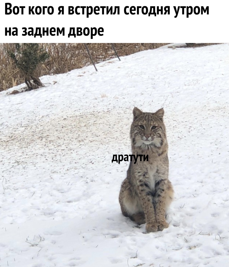 Вот кого я встретил сегодня утром на заднем дворе