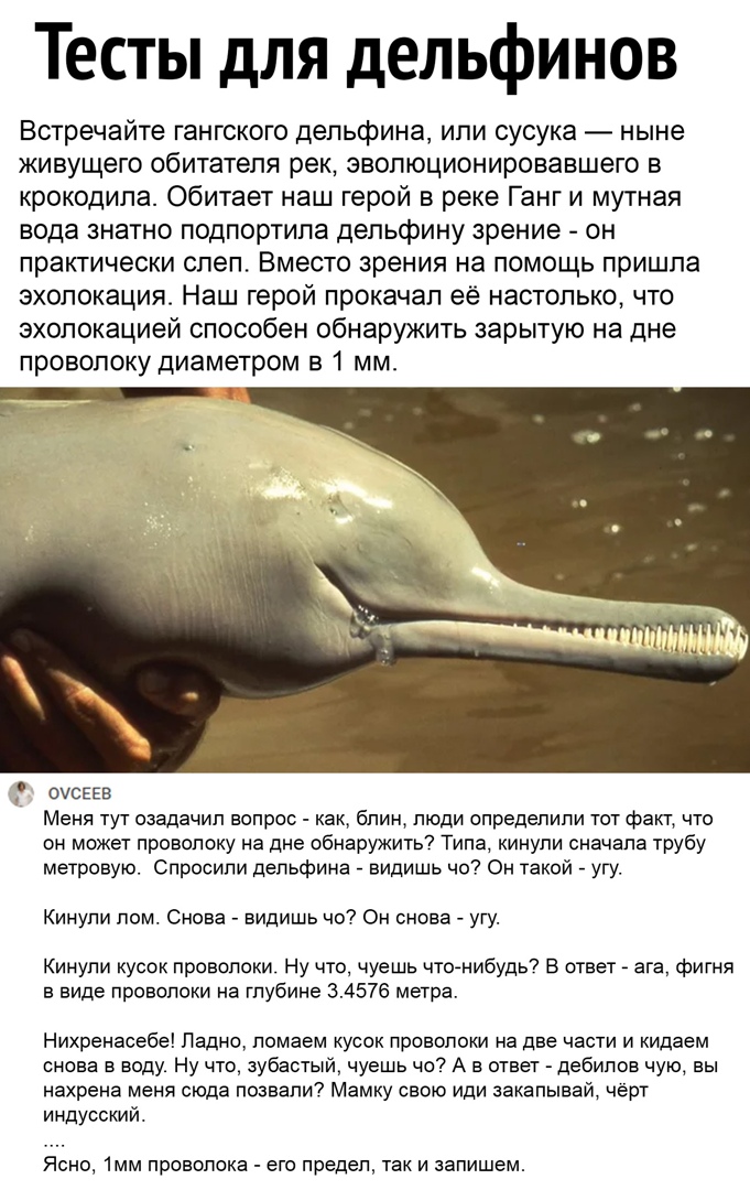 Тесты для дельфинов Встречайте гангского дельфина ипи сусука ныне живущего обитателя рек эвопюционировавшего в крокодила Обитает наш герой в реке Ганг и мутная вода знатно подпортила депьфину зрение он практически слеп Вместо зрения на помощь пришла эхолокация Наш герой прокачал её настолько что эхолокацией способен обнаружить зарытую на дне проволоку диаметром в 1 мм Меня тут озадачил вопрос как 