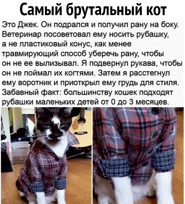 Самый брутальный кот Это Джек Он подрался и получил рану на боку Ветеринар посоветовал ему носить рубашку а не пластиковый конус как менее травмирующий способ уберечь рану чтобы он не ее вылизывал Я подвернул рукава чтобы он не поймал их копями Затем я расстегнул ему воротник и приоткрыл ему грудь для стиля Забавный факт большинству кошек подходят рубашки маленьких детей от О до 3 месяцев