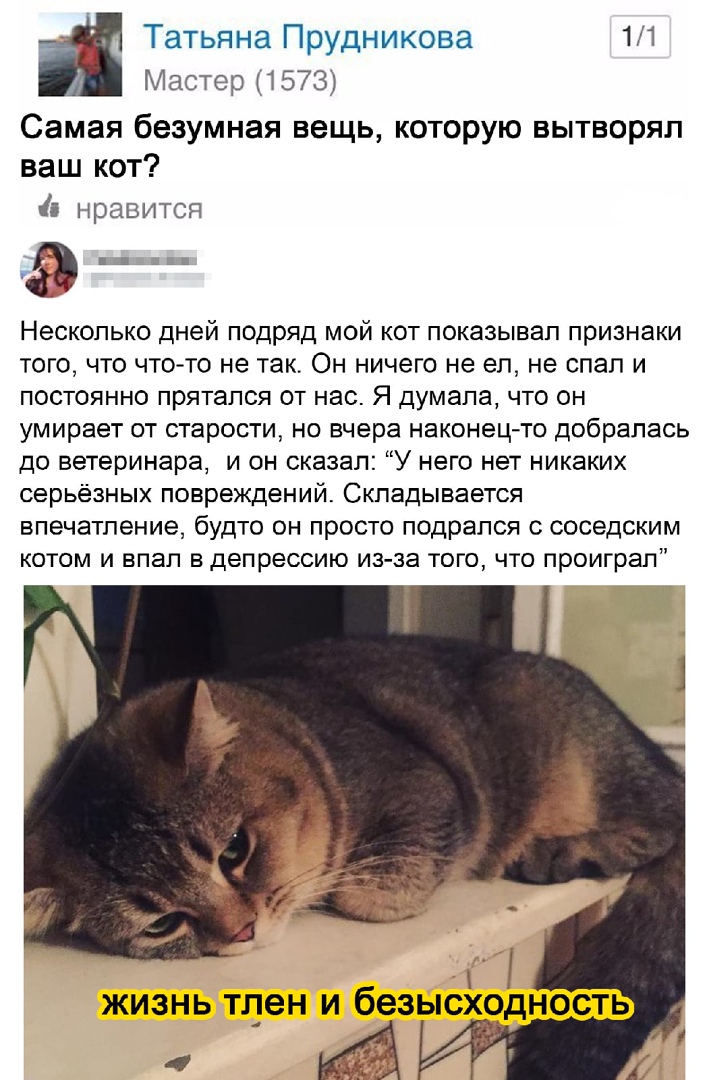 Татьяна Прудникова 11 Мастер 1573 Самая безумная вещь которую вытворял ваш кот нравится Несколько дней подряд мой кот показывал признаки того что что то не так Он ничего не ел не спал и постоянно прятался от нас Я думала что он умирает от старости но вчера наконецто добралась до ветеринара и он сказал У него нет никаких серьёзных повреждений Складывается впечатление будто он просто подрался соседс