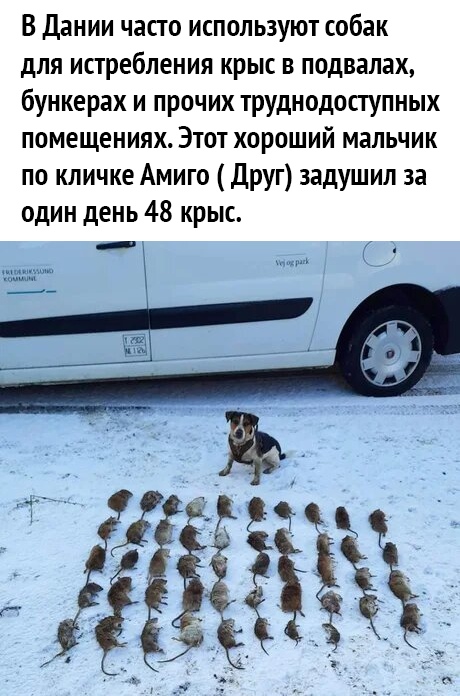 В Дании часто используют собак для истребления крыс в подвалах бункерах и прочих труднодоступных помещениях Этот хороший мальчик по кличке Амиго Друг задушил за один день 48 крыс