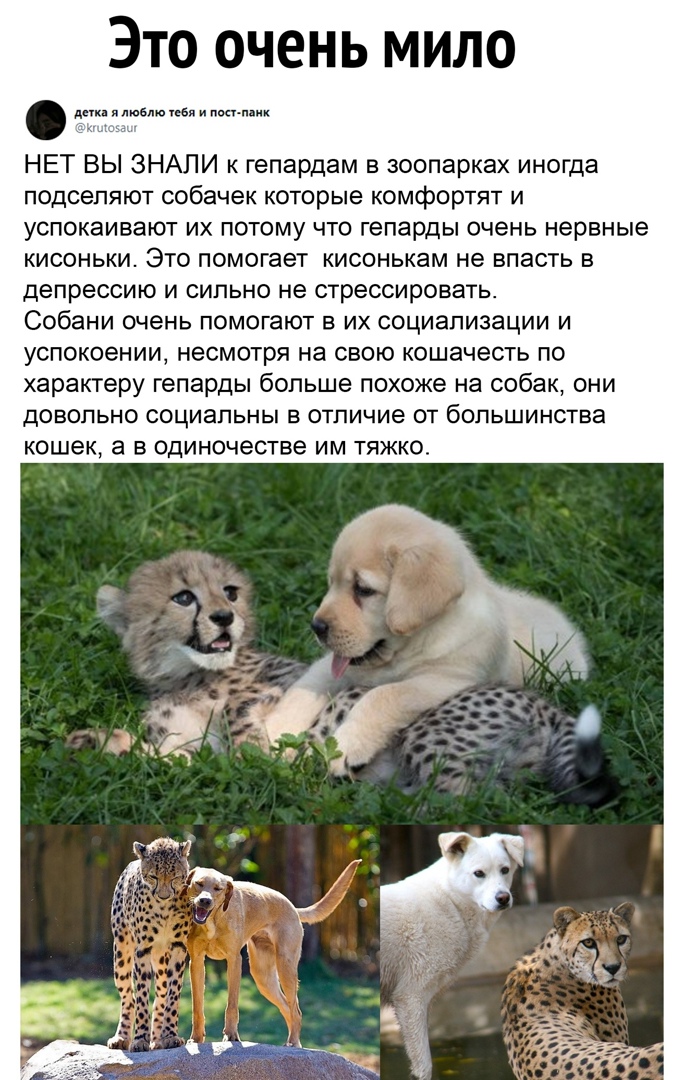 Это очень мило декк я люблю тбл и учи ним НЕТ ВЫ ЗНАПИ к гепардам в зоопарках иног подсепяют собачек которые комфортят и успокаивают их потому что гепарды очень нервные кисоньки Это омогает кисонькам не впасть в депрессию и сильно не стрессировать Собани очень помогают в их социализации и успокоении несмотря на свою кошачесть по характеру гепарды больше похоже на собак они довольно СОЦИЭПЬНЫ В ОТЛ