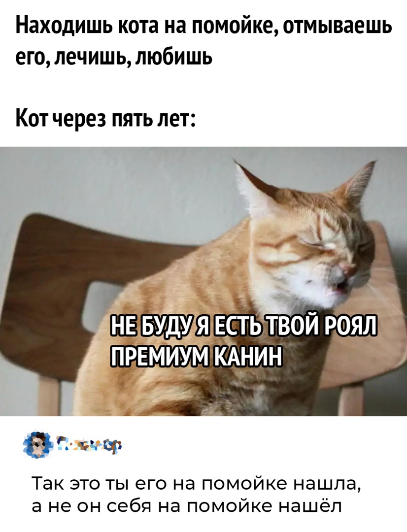 НЗХОДИШЬ кота на помойке отмываешь ЕГ0ЛЕЧИШЬЛЮ6ИШЬ КОТ через ПЯТЬ ЛЕТ Так это ты его на помойке нашла а не он себя на помойке нашёл