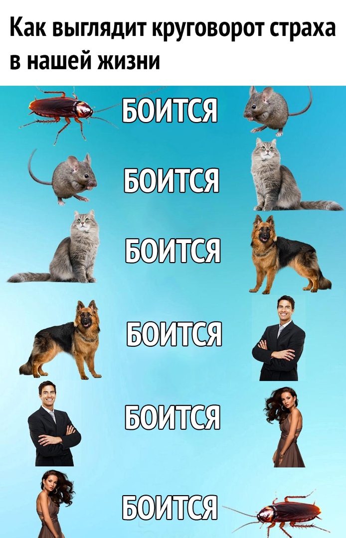 Как выглядит круговорот страха в нашей жизни 99 зщ
