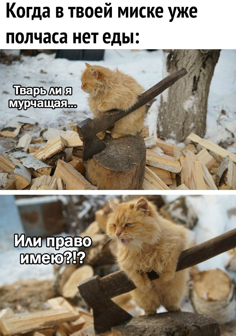 Когда в твоей миске уже полчаса нет еды