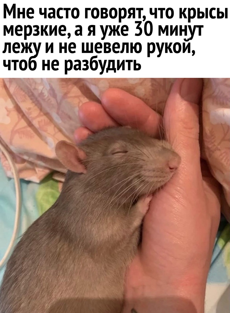 Мне часто говорят что крысы мерзкие а я уже 30 минут ле и не шевелю рукои что не разбудить
