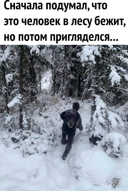Сначала подумал что это человек в лесу бежит