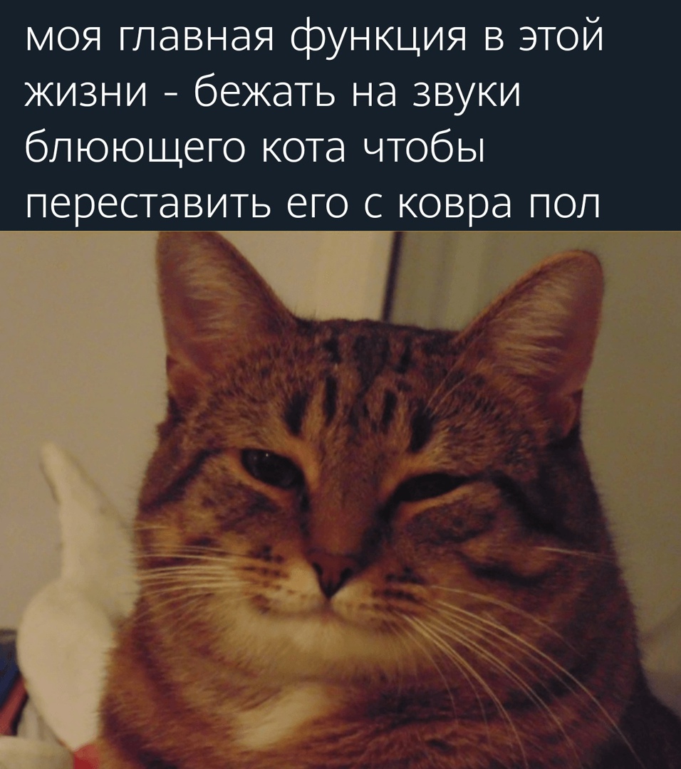 моя главная функция в этой жизни бежать на звуки блюющего кота чтобы переставить его с ковра пол