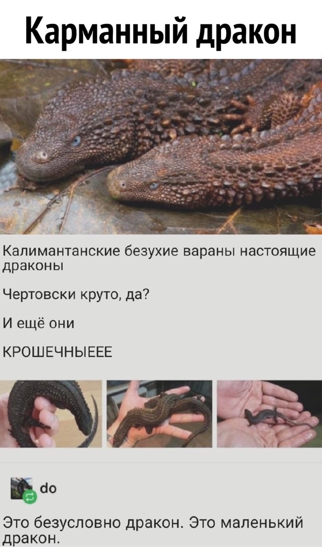 Карманный дракон Капимантанские безухие вараны настоящие драконы Чертовски круто да И ещё они КРОШЕЧНЫЕЕЕ 10 Это безусловно дракон Это маленький дракон