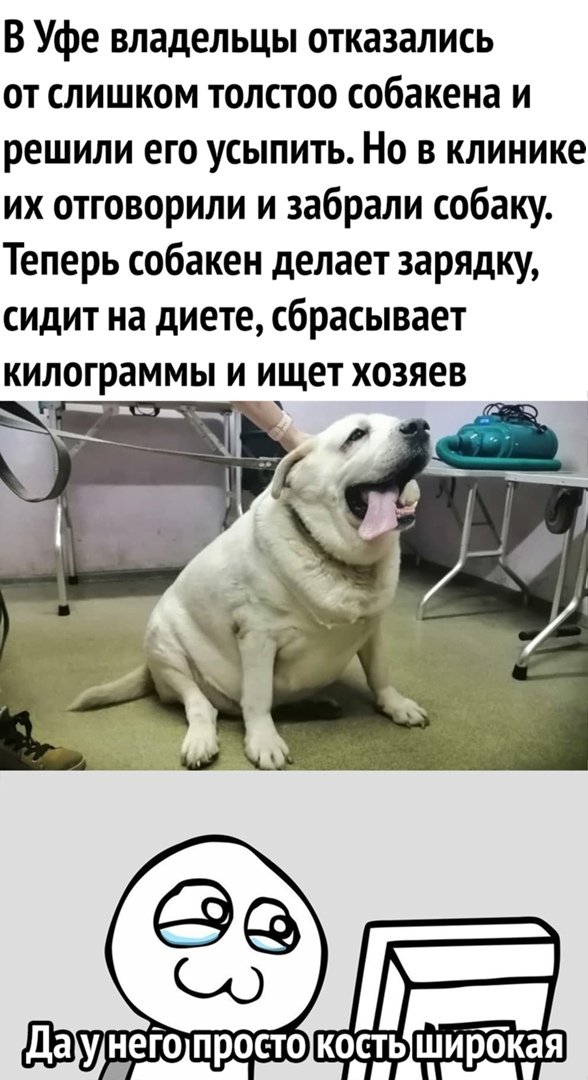 В Уфе владельцы отказались от слишком толстоо собакена и решили его усыпить Но в клинике их отговорили и забрали собаку Теперь собакен делает зарядку сидит на диете сбрасывает килограммы и ищет хозяев