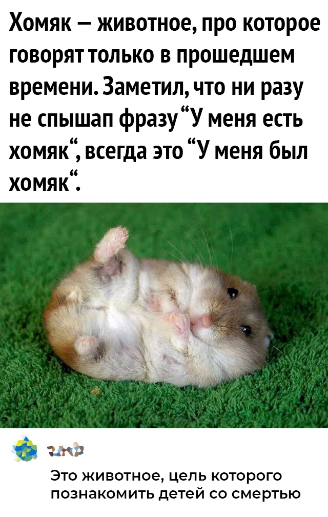 Хомяк животное про которое говорят только в прошедшем времени Заметил что ни разу не спышап фразу У меня есть хомяк всегда это У меня был хомяк ЭТО ЖИВОТНОЭ цепь КОТОРОГО ПОЗНЭКОМИТЬ детей СО СМЭРТЬЮ