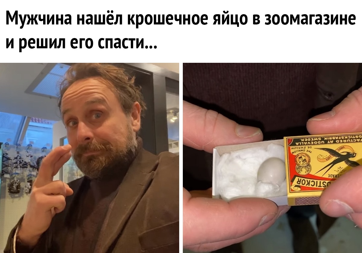 Мужчина нашёл крошечное яйцо в зоомагазине и решил его спасти