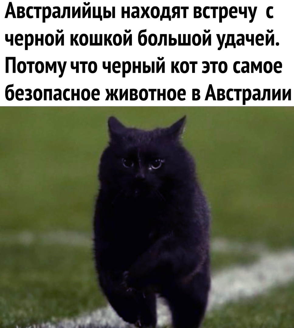 Австралийцы находят встречу с черной кошкой большой удачей Потому что черный кот это самое безопасное животное в Австралии