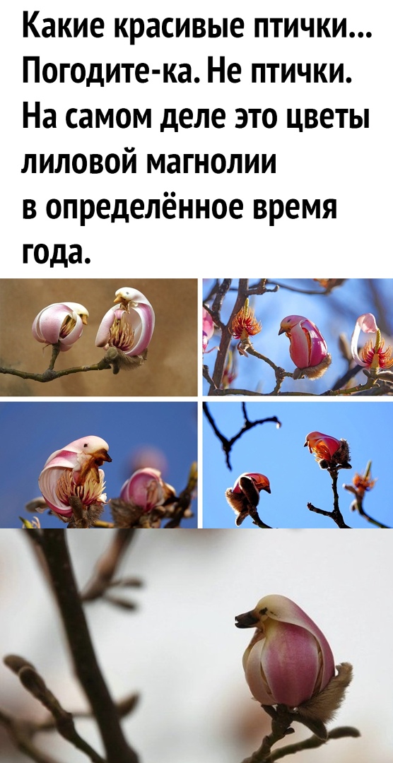 Какие красивые птички Погодите ка Не птички На самом деле это цветы липовой магнолии в определённое время года