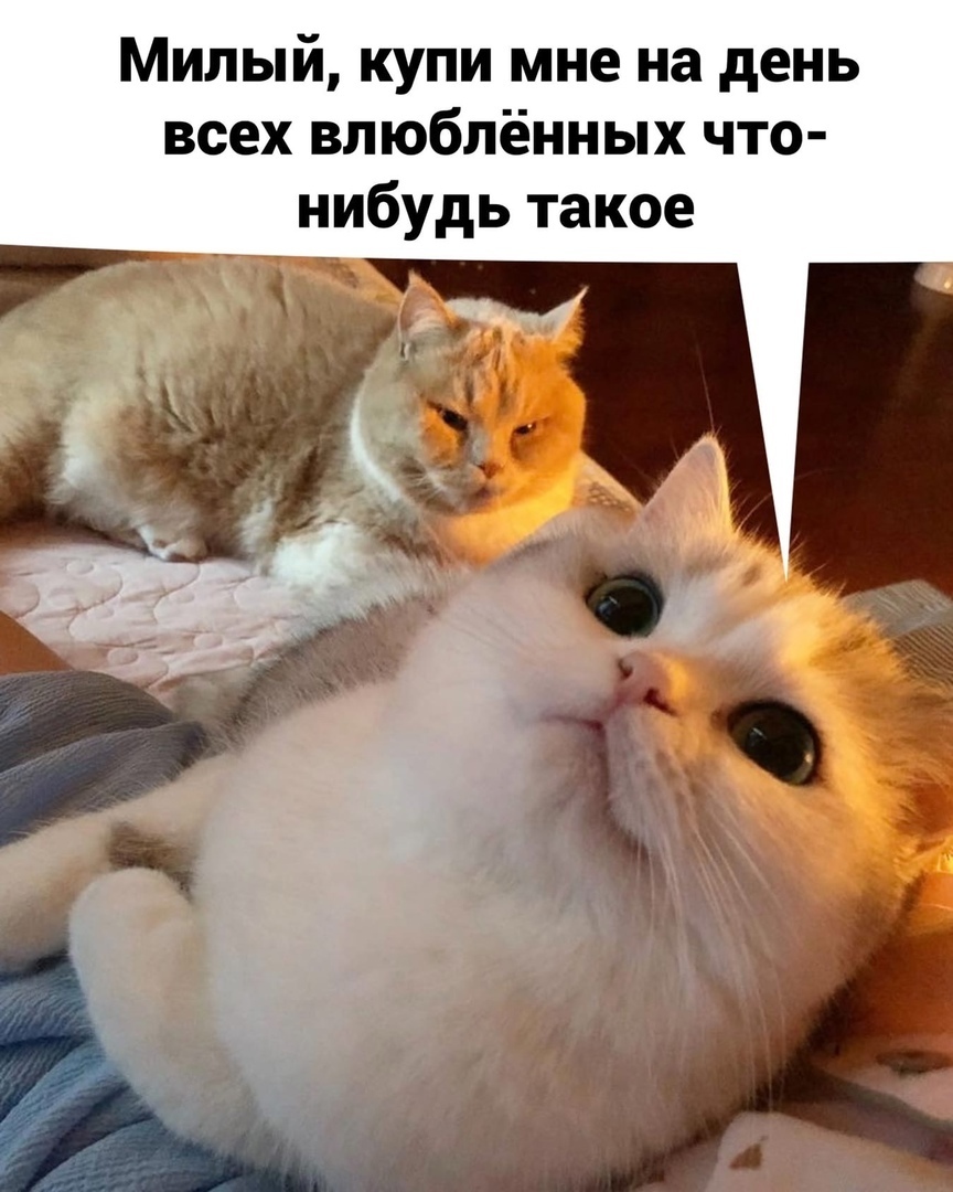 Милый купи мне на день всех влюблённых что нибудь такое