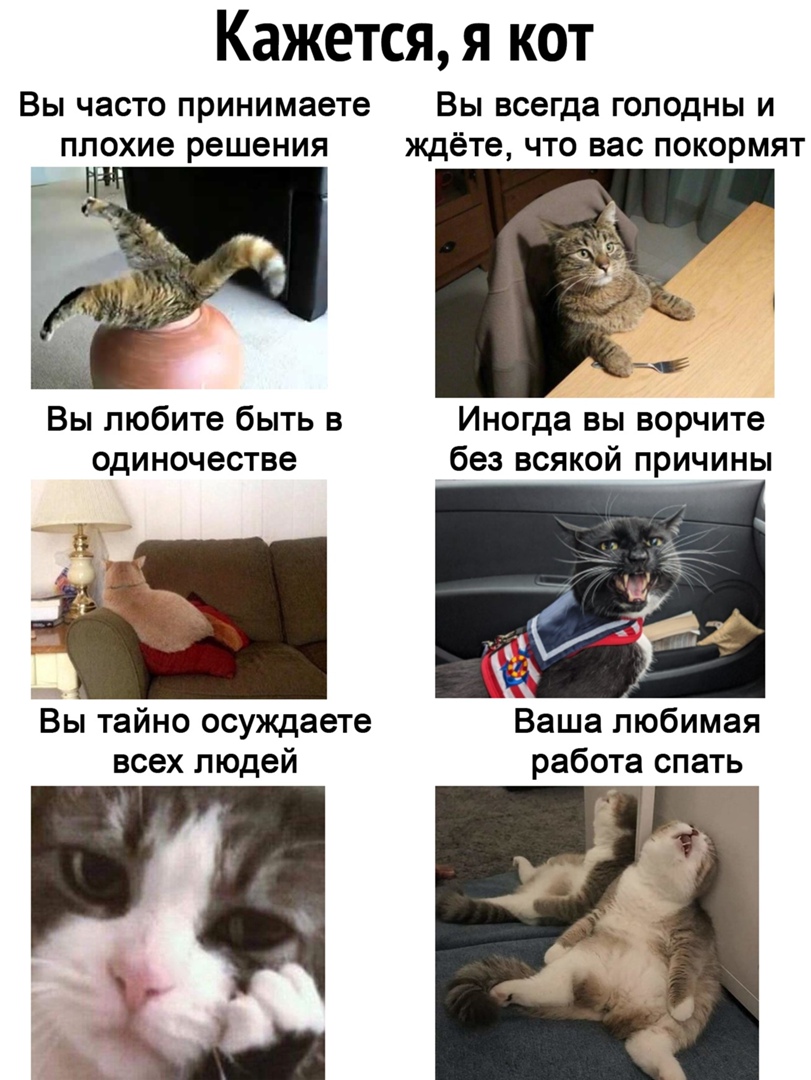 Кажется я кот Вы часто принимаете ВЫ всегда ГОПОДНЫ И ППОХИ6 решения ждёте что вас покормят Вы любите быть в Иногда вы ворчите одиночестве без всякой причины Вы тайно осуждаете Ваша любимая всех людей работа спать